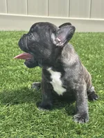 Brunson, a male French Bulldog for sale in Winter Garden, FL – 2 of 5
