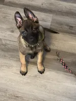 Axell , a male Belgian Malinois for sale in Miami, FL – 1 of 2