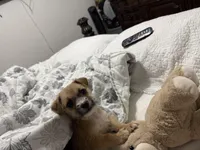 Axell , a male Chihuahua and Yorkshire Terrier for sale in Miami, FL – Photo 4 of 4