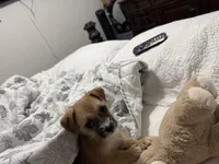 Axell , a male Chihuahua and Yorkshire Terrier for sale in Miami, FL – Photo 3 of 4