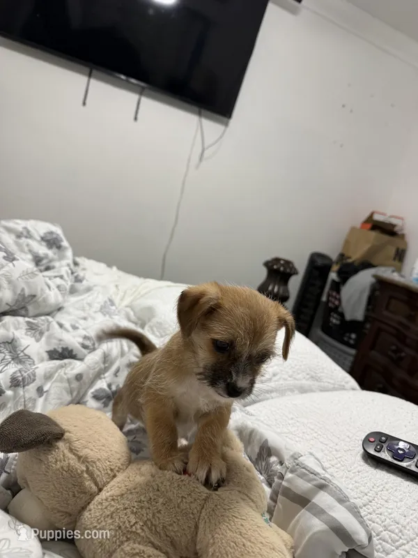 Axell  – Chihuahua, Yorkshire Terrier puppy on hold in Miami, FL