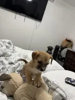 Axell , a male Chihuahua and Yorkshire Terrier for sale in Miami, FL – Photo 1 of 4