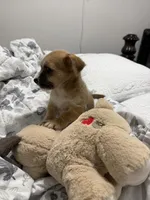 Axell , a male Chihuahua and Yorkshire Terrier for sale in Miami, FL – Photo 2 of 4