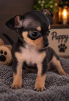 Jack, a male Chihuahua for sale in Miami, FL – 1 of 1