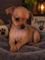 Gaby, a female Chihuahua for sale in Miami, FL – 1 of 1