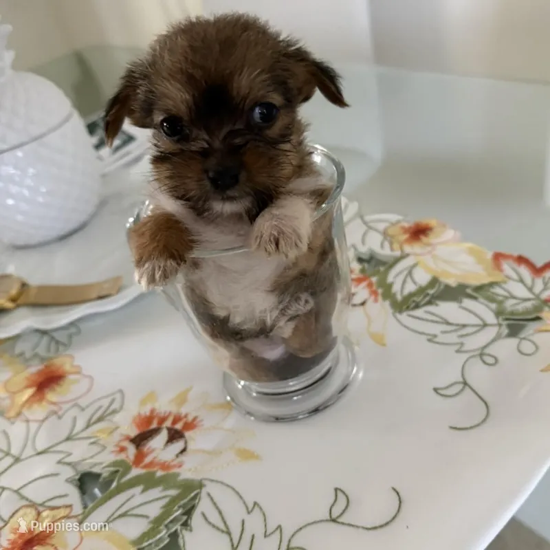 Prince  – Chihuahua puppy for sale in Miami, FL