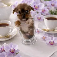 Prince , a female Chihuahua for sale in Miami, FL – Photo 2 of 5