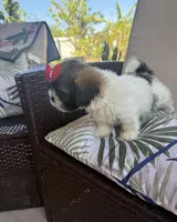 Rose, a female Shih Tzu for sale in Miami, FL – Photo 1 of 3