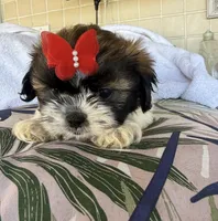 Rose, a female Shih Tzu for sale in Miami, FL – Photo 2 of 3