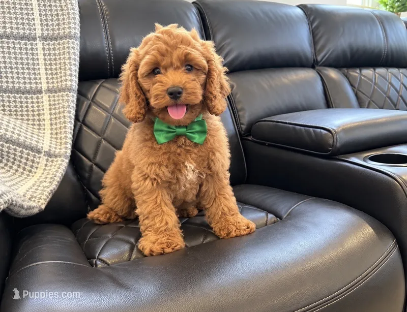 Jonny – Goldendoodle puppy for sale in Miami, FL
