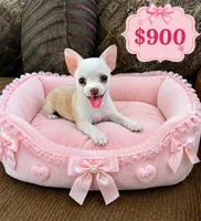 Nala , a female Jack Russell Terrier and Chihuahua for sale in Miami, FL – 1 of 1