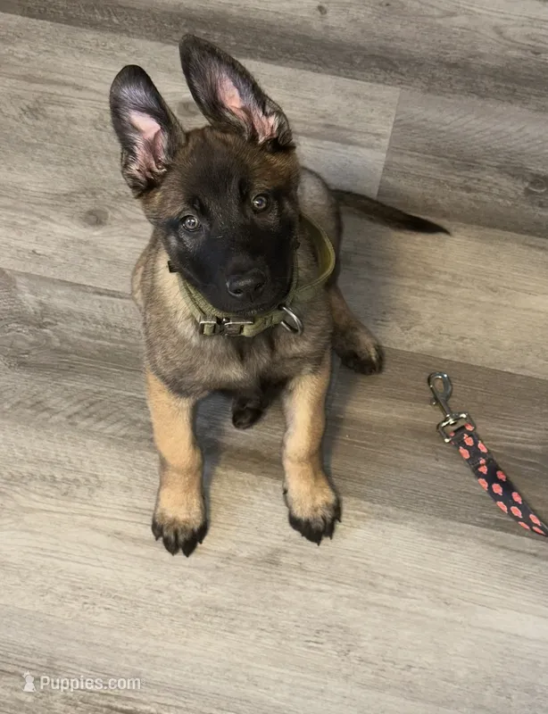 NALA – Belgian Malinois puppy for sale in Miami, FL