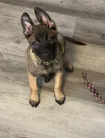 NALA, a female Belgian Malinois for sale in Miami, FL – 1 of 1