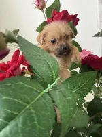 Lexy , a female Chihuahua for sale in Miami, FL – Photo 2 of 4