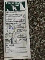 Lexy , a female Chihuahua for sale in Miami, FL – Photo 4 of 4