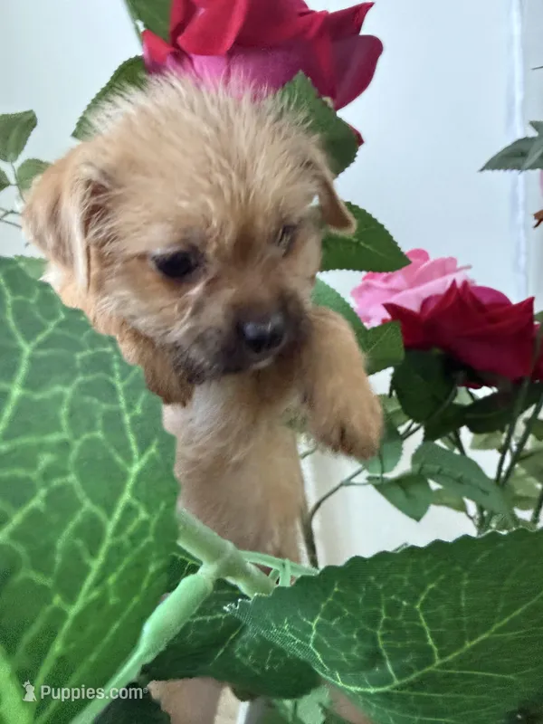 Lexy  – Chihuahua puppy for sale in Miami, FL