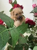 Lexy , a female Chihuahua for sale in Miami, FL – Photo 3 of 4