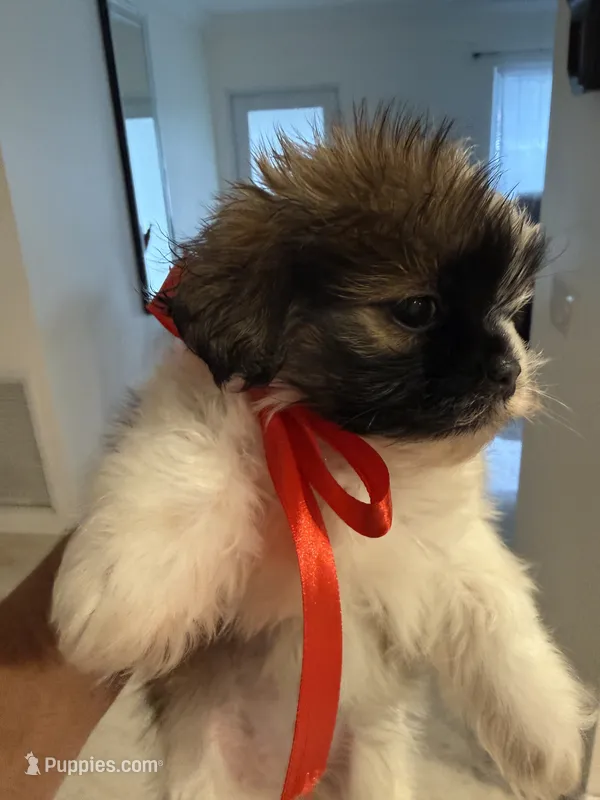 Jhonny – Shih Tzu puppy for sale in Miami, FL