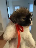 Jhonny, a male Shih Tzu for sale in Miami, FL – 1 of 1