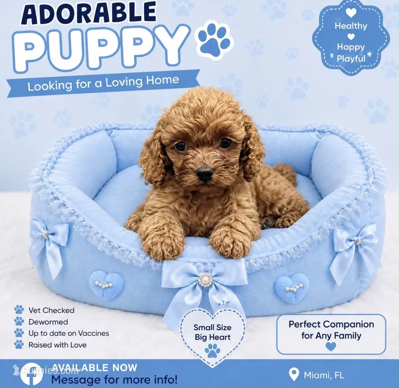 Axell  – Cavapoo puppy for sale in Miami, FL