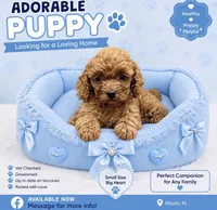 Axell , a male Cavapoo for sale in Miami, FL – 1 of 1