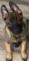 Axell , a male Belgian Malinois for sale in Miami, FL – 2 of 2