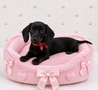 Jonny, a male Dachshund for sale in Miami, FL – 1 of 1