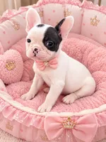 Chanel , a female French Bulldog for sale in Miami, FL – 1 of 2