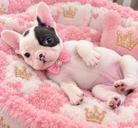 Chanel , a female French Bulldog for sale in Miami, FL – 2 of 2