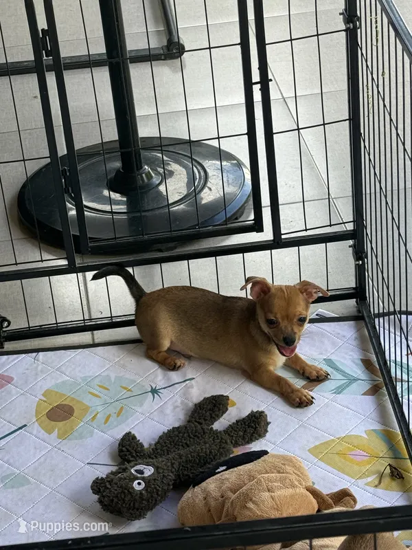 Sky – Chihuahua puppy for sale in Miami, FL