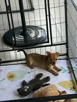 Sky, a male Chihuahua for sale in Miami, FL – 1 of 1