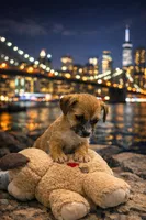 Jack , a male Chihuahua for sale in Miami, FL – Photo 2 of 4