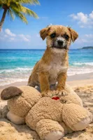 Jack , a male Chihuahua for sale in Miami, FL – Photo 1 of 4