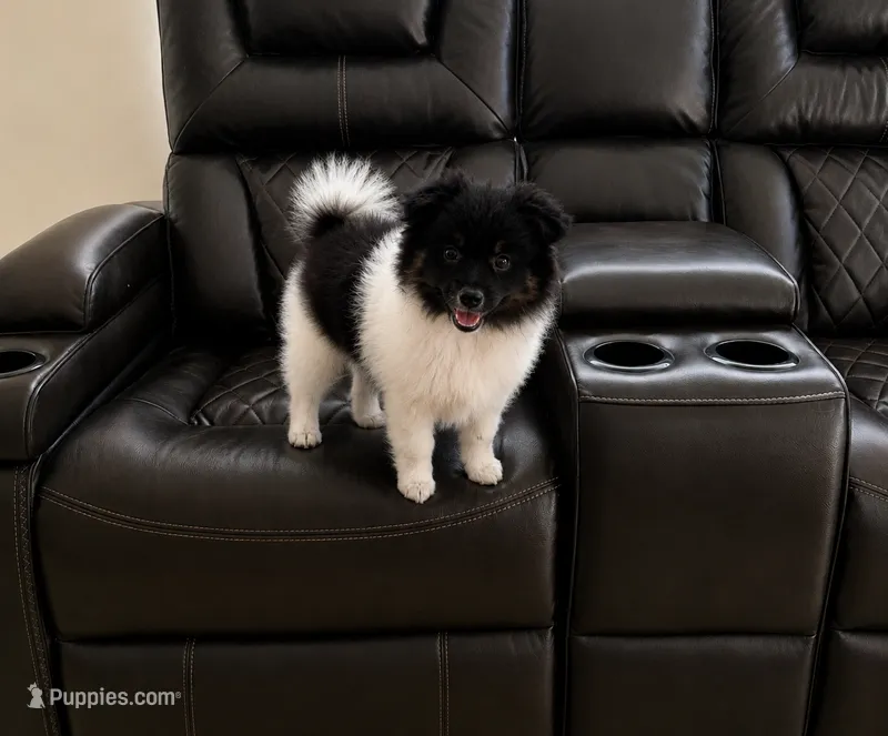Max  – Pomeranian puppy for sale in Miami, FL