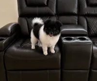 Max , a male Pomeranian for sale in Miami, FL – 1 of 4