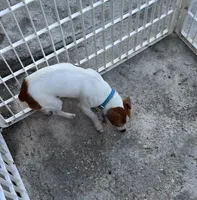 Jack, a male Jack Russell Terrier and Chihuahua for sale in Miami, FL – Photo 5 of 9