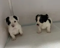 Jack, a male Jack Russell Terrier and Chihuahua for sale in Miami, FL – Photo 1 of 9