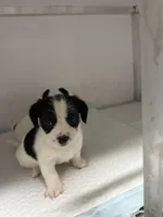 Jack, a male Jack Russell Terrier and Chihuahua for sale in Miami, FL – Photo 6 of 9