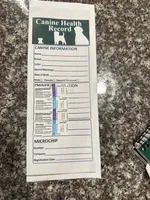 Jack, a male Jack Russell Terrier and Chihuahua for sale in Miami, FL – Photo 9 of 9