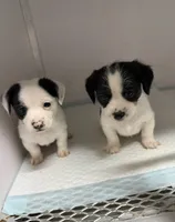 Jack, a male Jack Russell Terrier and Chihuahua for sale in Miami, FL – Photo 3 of 9