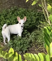 Jack, a male Jack Russell Terrier and Chihuahua for sale in Miami, FL – Photo 7 of 9
