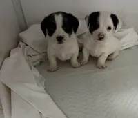 Jack, a male Jack Russell Terrier and Chihuahua for sale in Miami, FL – Photo 4 of 9