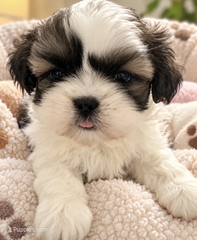 Noha  – Shih Tzu puppy for sale in Miami, FL