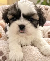 Noha , a male Shih Tzu for sale in Miami, FL – 1 of 1