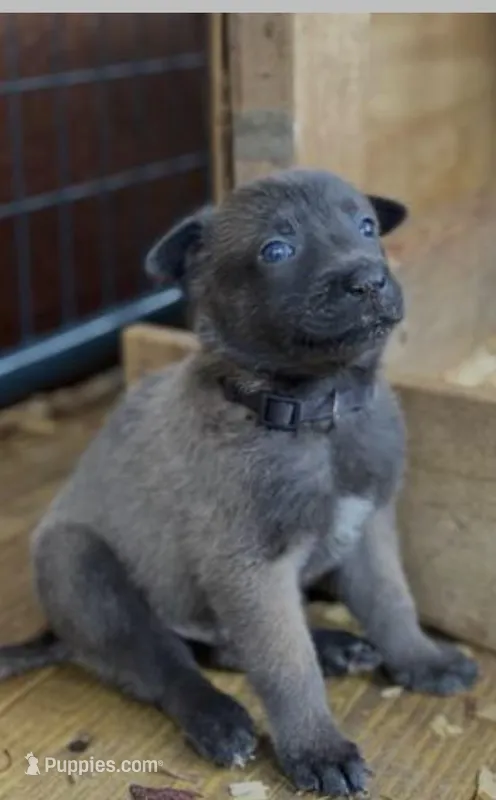 Zeus  – Belgian Malinois puppy for sale in Miami, FL