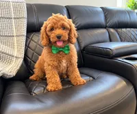 Jonny, a male Goldendoodle for sale in Miami, FL – 2 of 2