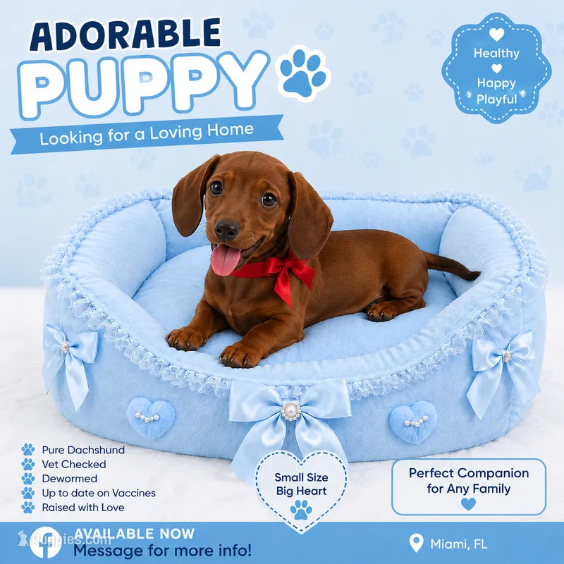 Jack  – Dachshund puppy for sale in Miami, FL