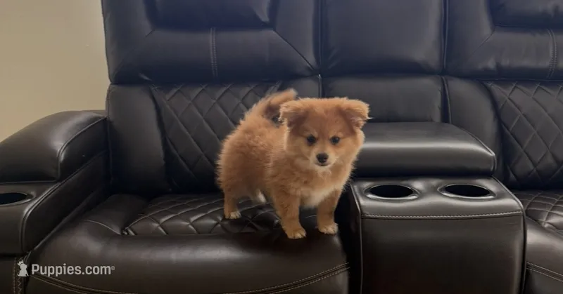 Summer – Pomeranian puppy for sale in Miami, FL