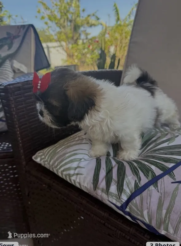 Lexy  – Shih Tzu puppy for sale in Miami, FL