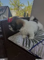 Lexy , a female Shih Tzu for sale in Miami, FL – 1 of 1